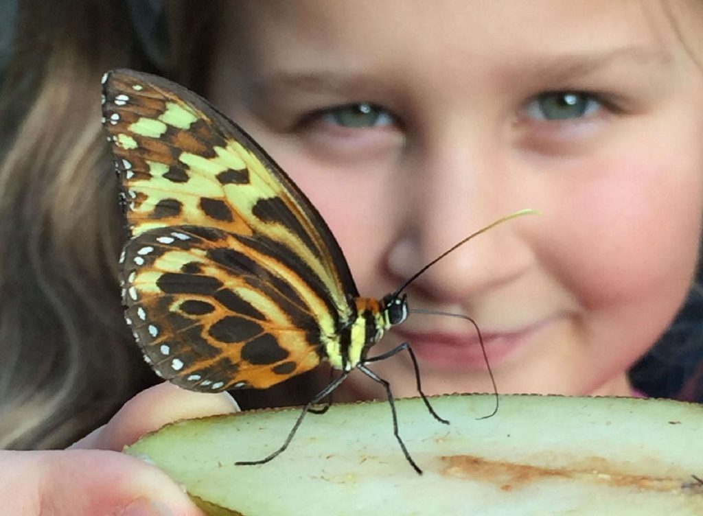 Stratford Butterfly Farm